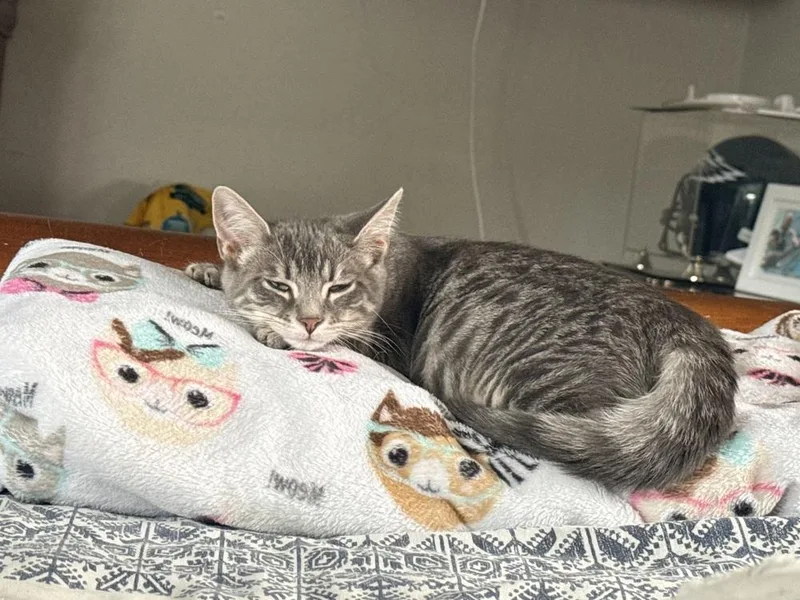 A baby small-sized female Domestic Short Hair cat named Cornelia for adoption in Cleveland, OH
