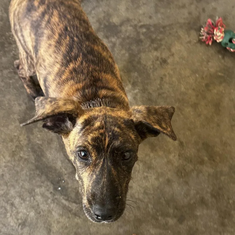 A baby small-sized male Hound dog named Wyatt for adoption in Evensville, TN