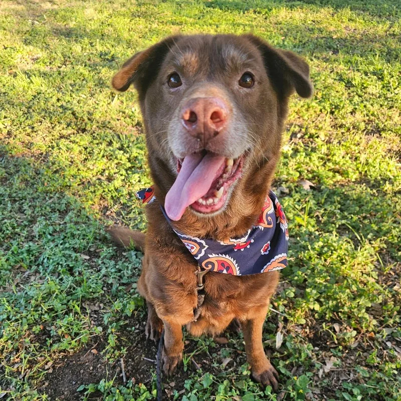 A senior medium-sized male Brown / Chocolate Mixed Breed dog named Twix for adoption in Austin, TX