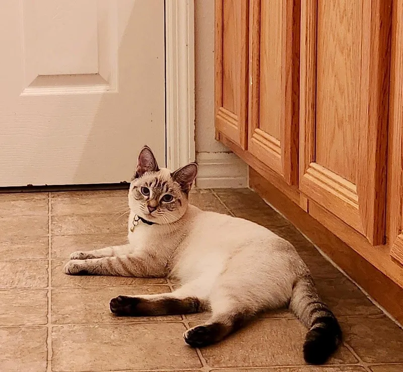 A young medium-sized female Siamese cat named Esme for adoption in St. Cloud, FL