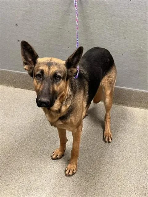 An adult large-sized female German Shepherd Dog dog named Celeste for adoption in Las Vegas, NV