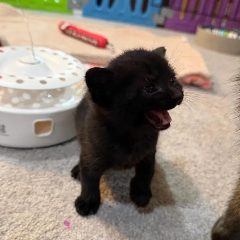 A baby small-sized male Black Domestic Short Hair cat named Ramses for adoption in Reisterstown, MD