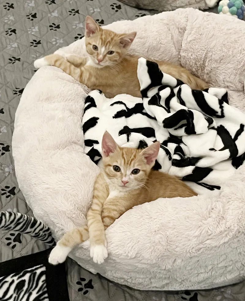 A baby medium-sized male Tabby cat named Tigger for adoption in Alameda, CA