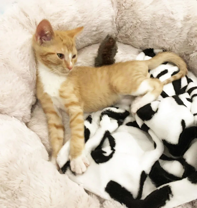 Tigger thumbnail 2