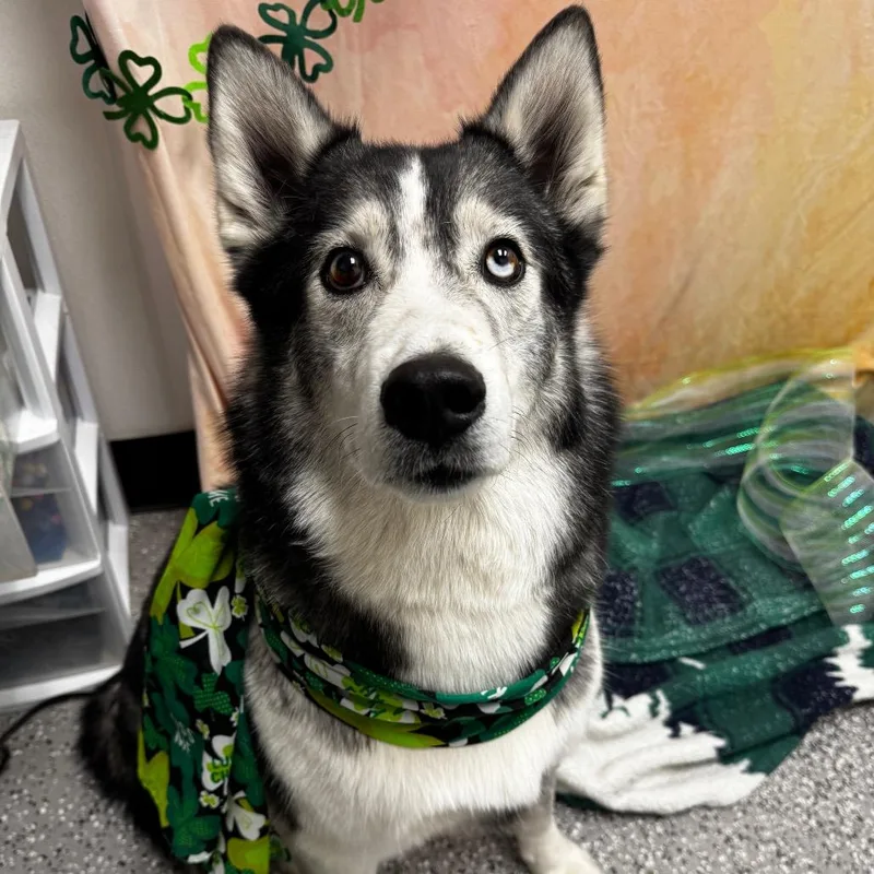 An adult large-sized male Gray / Blue / Silver Husky dog named Baloo for adoption in Henderson, NV