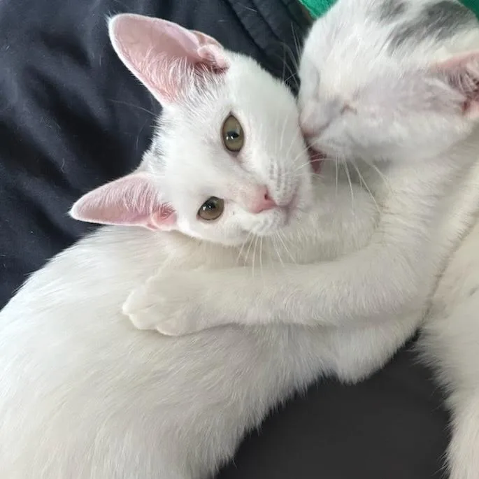 A baby small-sized female White Domestic Short Hair cat named Jubilee for adoption in Williston, FL