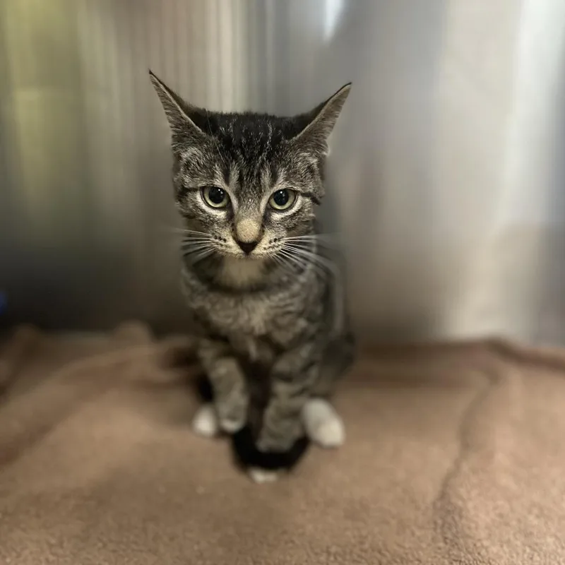 A baby small-sized female Brown / Chocolate Domestic Short Hair cat named Plumetee for adoption in Kyle, TX
