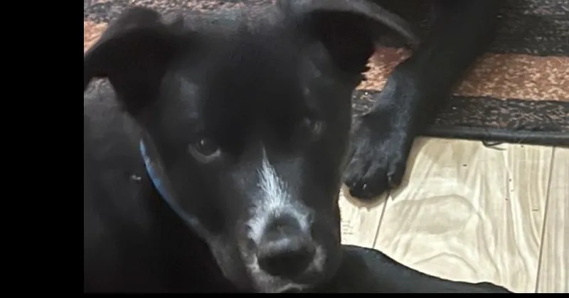 An adult large-sized male Labrador Retriever dog named Lucky Litter: Ashe for adoption in Dallas, TX