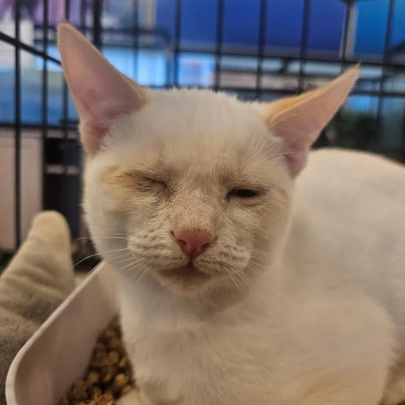 A baby small-sized female Seal Point Domestic Short Hair cat named Pinky for adoption in Grantsville, UT