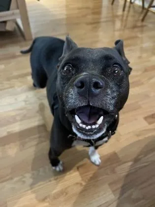 An adult medium-sized male Mixed Breed dog named Jedi for adoption in Atlanta, GA
