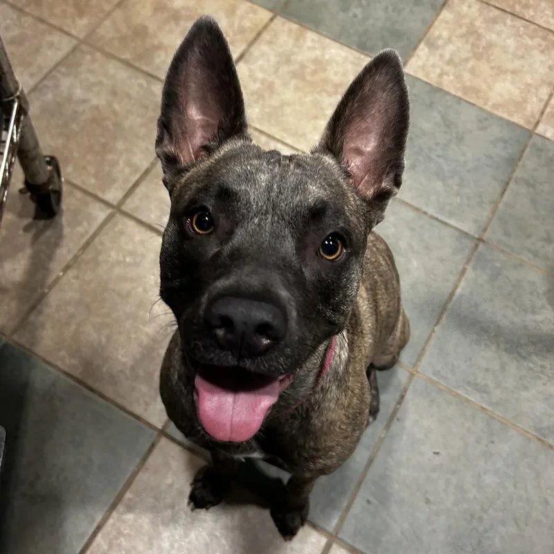 A young medium-sized female Brindle Mixed Breed dog named Valkyrie for adoption in Chattanooga, TN