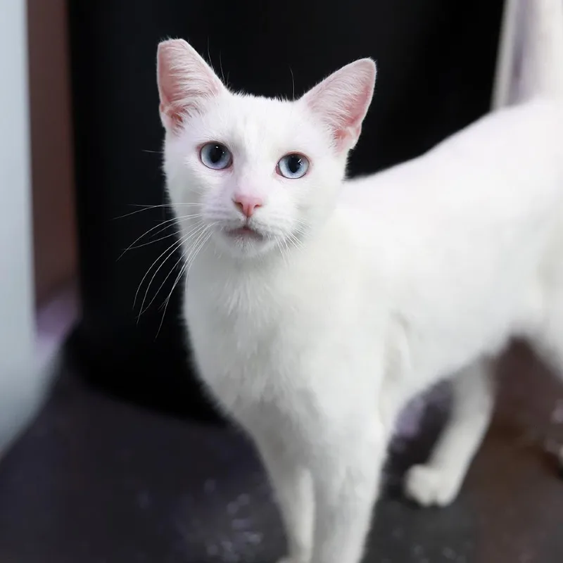 A young small-sized male White Domestic Short Hair cat named Garfunkel for adoption in Los Angeles, CA