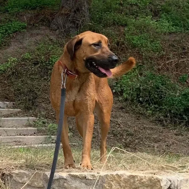 An adult large-sized male Red / Chestnut / Orange Redbone Coonhound dog named Red for adoption in Boerne, TX