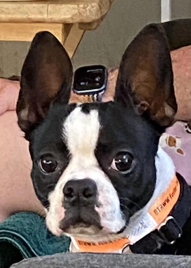 A young small-sized female Black Boston Terrier dog named Maggie for adoption in Pasco, WA