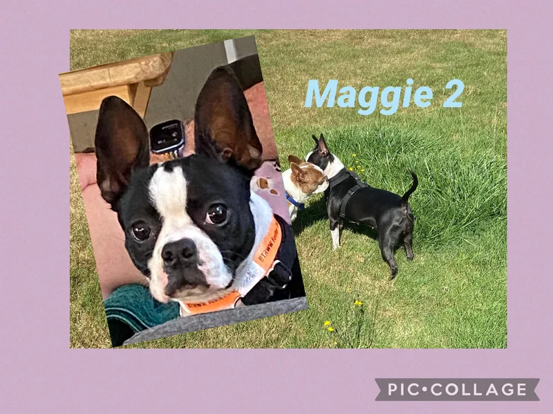 Maggie thumbnail 2