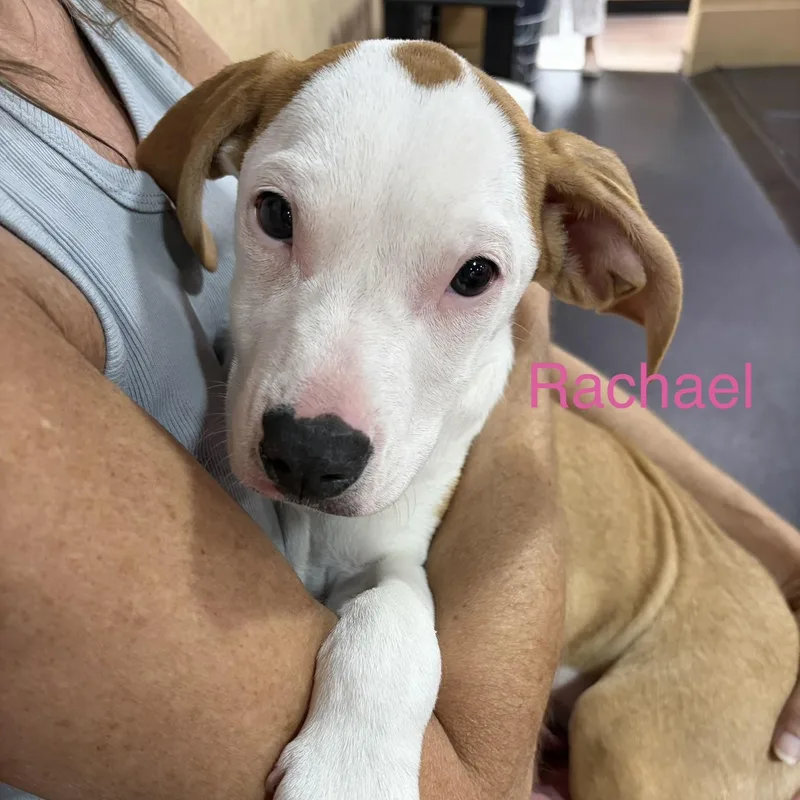 A baby medium-sized female Mixed Breed dog named Rachael for adoption in Davisburg, MI