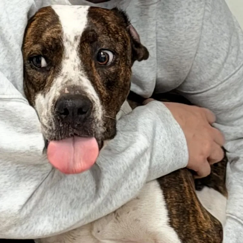An adult medium-sized female English Coonhound dog named Jamie for adoption in Horn Lake, MS