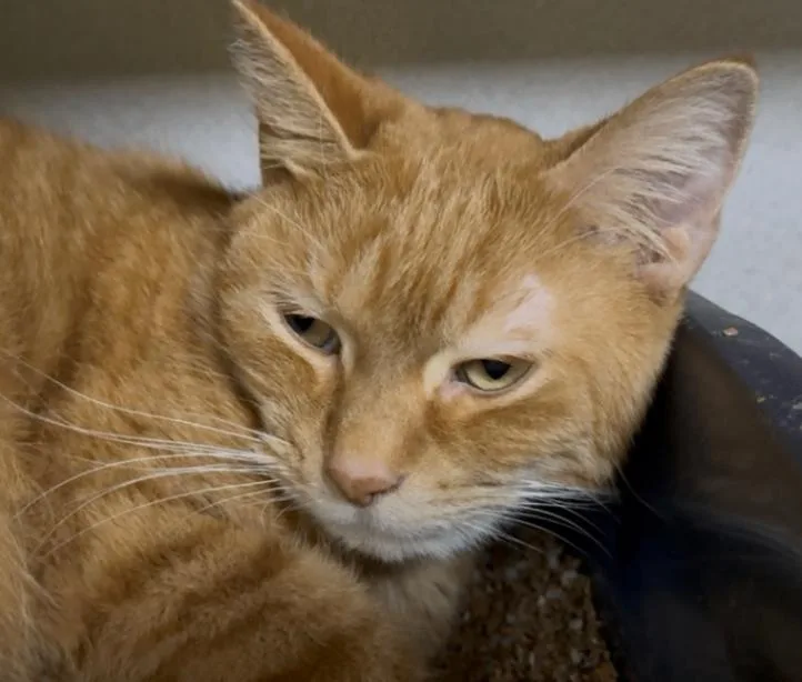An adult large-sized male Tabby (Orange / Red) Domestic Short Hair cat named Oliver for adoption in Osseo, MI