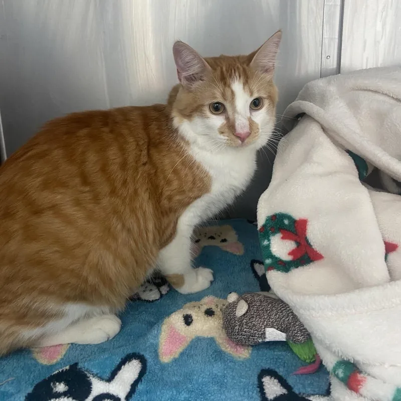 A young large-sized male Orange / Red Domestic Short Hair cat named Milo for adoption in Hawthorne, CA