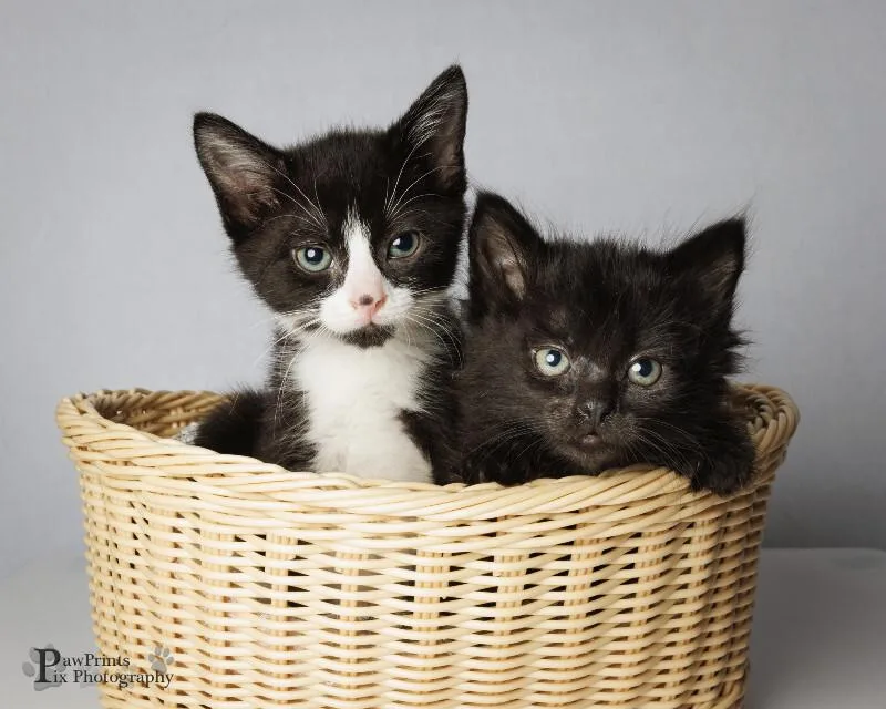 A young medium-sized female Black Domestic Short Hair cat named Anna for adoption in Maryville, TN