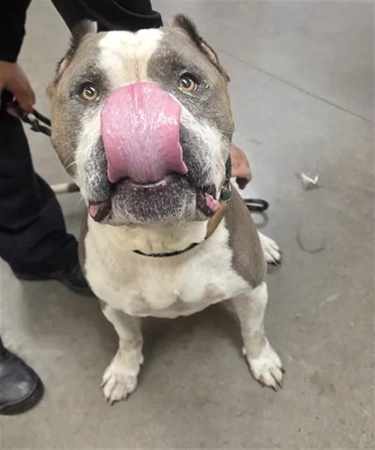 An adult large-sized female Pit Bull Terrier dog named Betsy for adoption in Phoenix, AZ