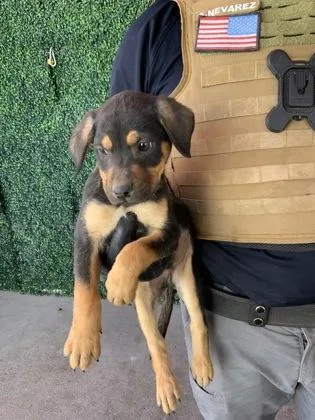 A baby small-sized male Black German Shepherd Dog dog named 60814714 for adoption in El Paso, TX