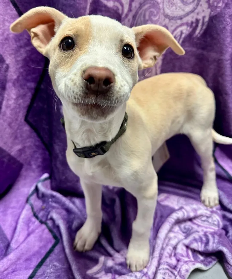 A baby medium-sized female American Staffordshire Terrier dog named Lou for adoption in Ewing, NJ