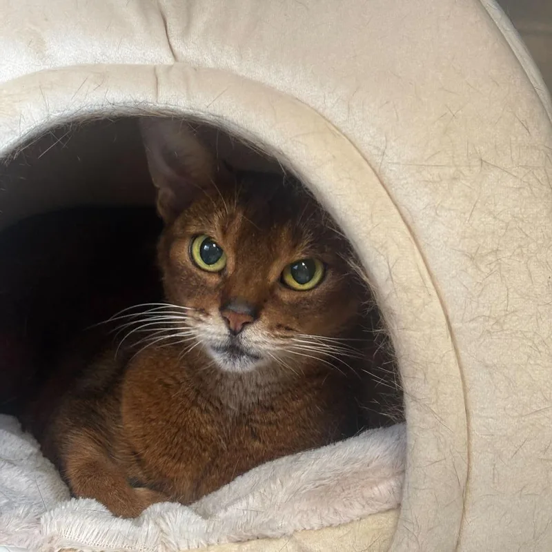 An adult medium-sized female Abyssinian cat named Baby Spice for adoption in Manchester, NH