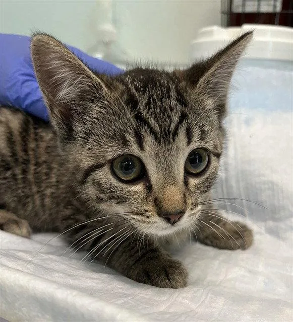 A baby small-sized female Brown / Chocolate Domestic Short Hair cat named Taylor for adoption in Tavares, FL