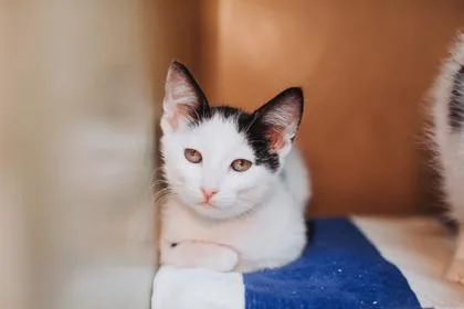 A young small-sized female Domestic Short Hair cat named A Mavis PetSmart West for adoption in North Charleston, SC