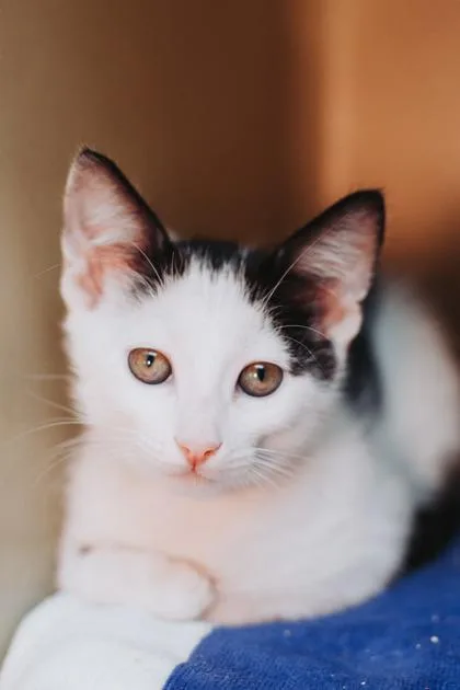 A Mavis PetSmart West thumbnail 2