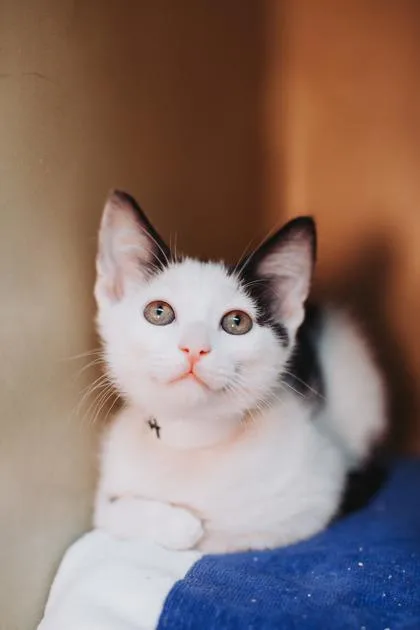 A Mavis PetSmart West thumbnail 3