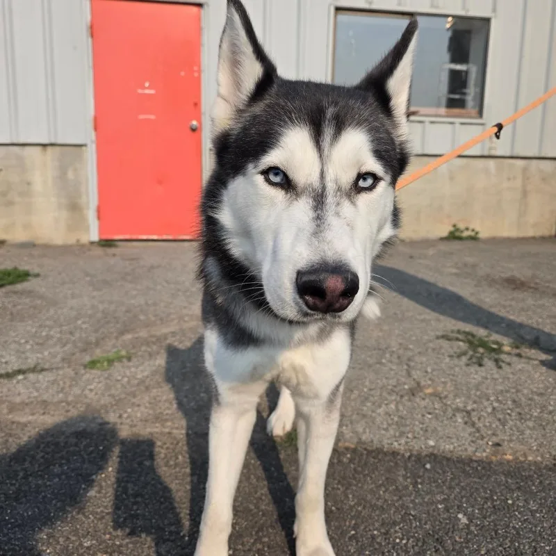 Koda