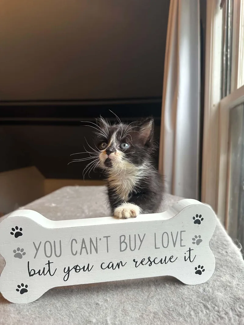A baby small-sized male Black & White / Tuxedo Domestic Short Hair cat named Hannibal for adoption in Milwaukee, WI