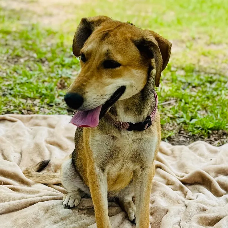 A young medium-sized female Brown / Chocolate Mixed Breed dog named Harley for adoption in Lucedale, MS