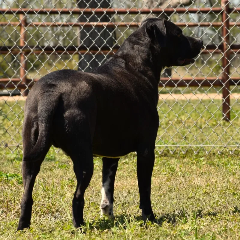 An adult medium-sized male Black Labrador Retriever dog named Elijah for adoption in Wharton, TX