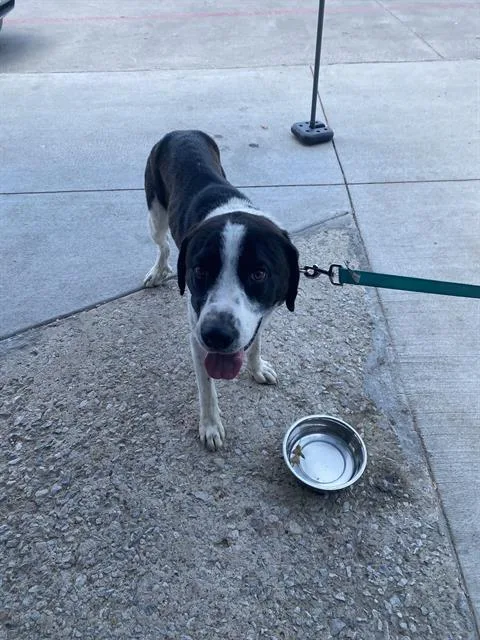 A young large-sized male Mixed Breed dog named Billy for adoption in Dallas, TX