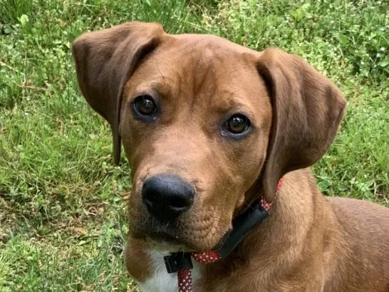 Boone