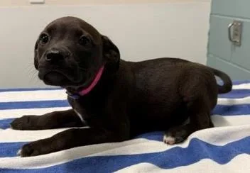 A young large-sized female Pit Bull Terrier dog named London for adoption in Kansas City, MO
