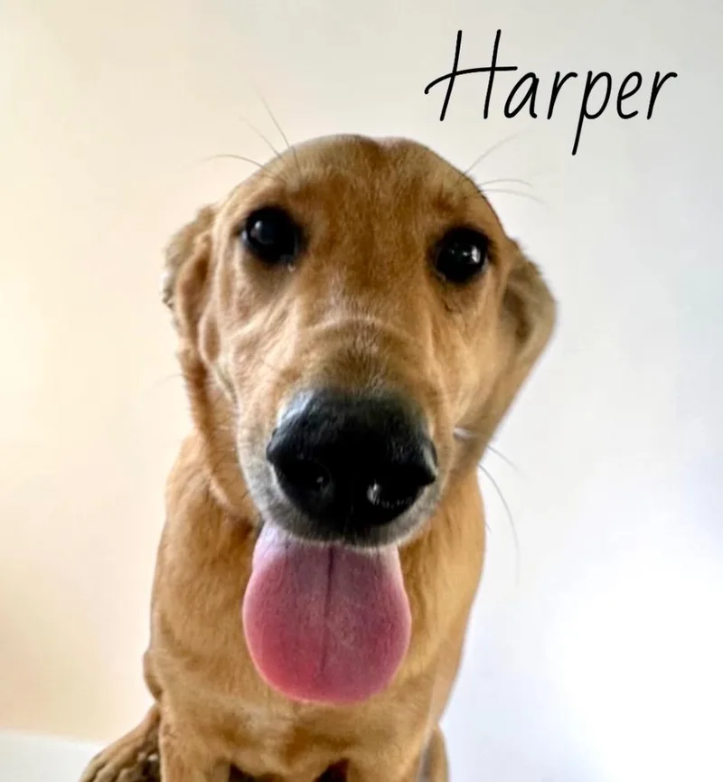 Harper thumbnail 6