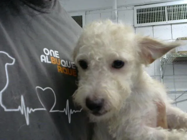 A young small-sized male Border Terrier dog named Truce for adoption in Albuquerque, NM