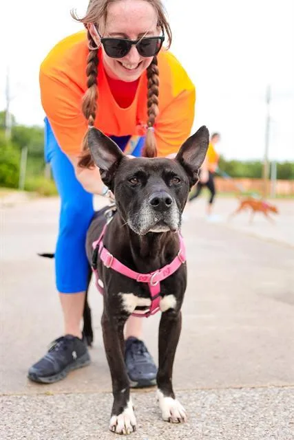 An adult medium-sized male Mixed Breed dog named Jet for adoption in Dallas, TX