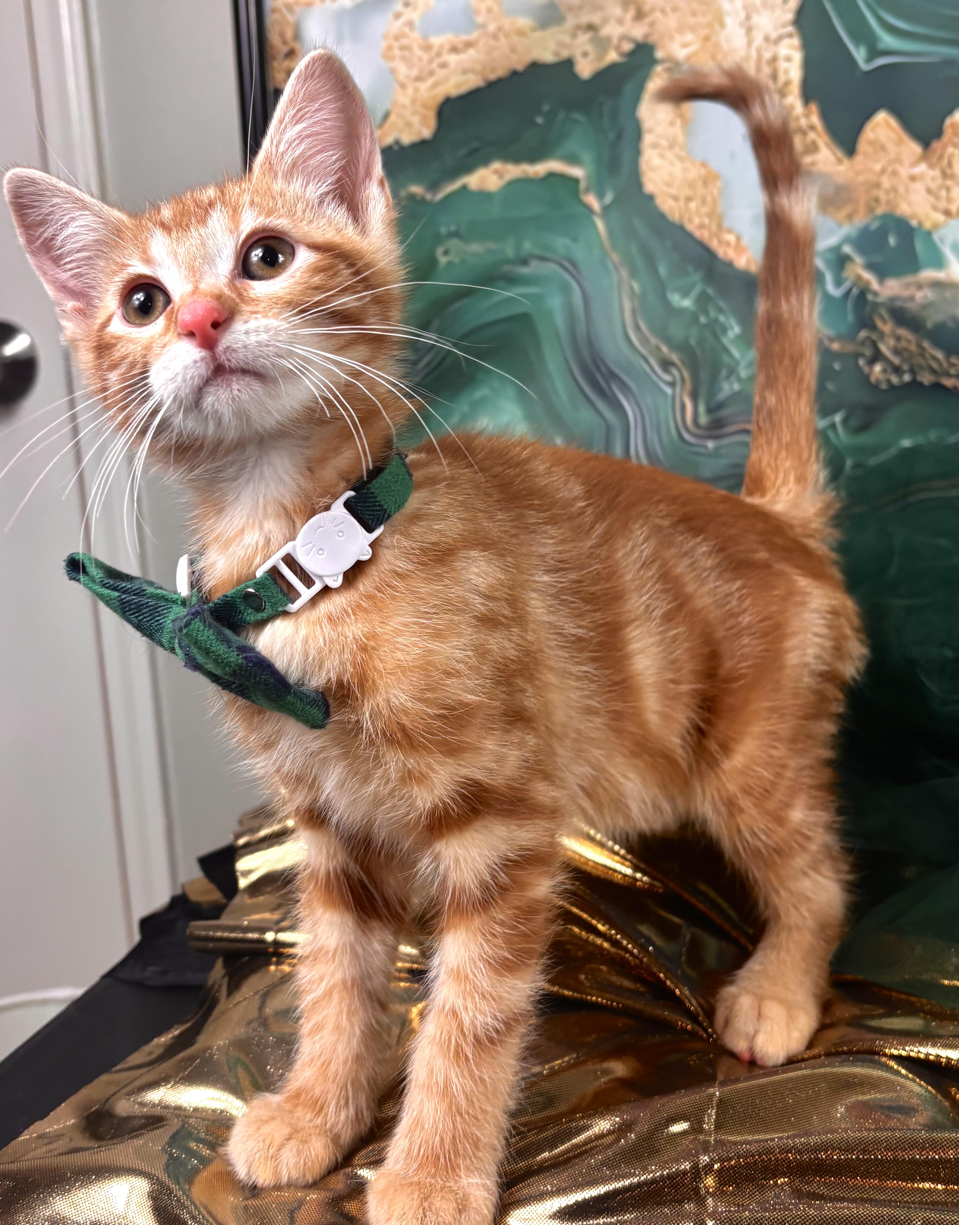 A baby medium-sized male Orange / Red Domestic Short Hair cat named Cove for adoption in Houston, TX