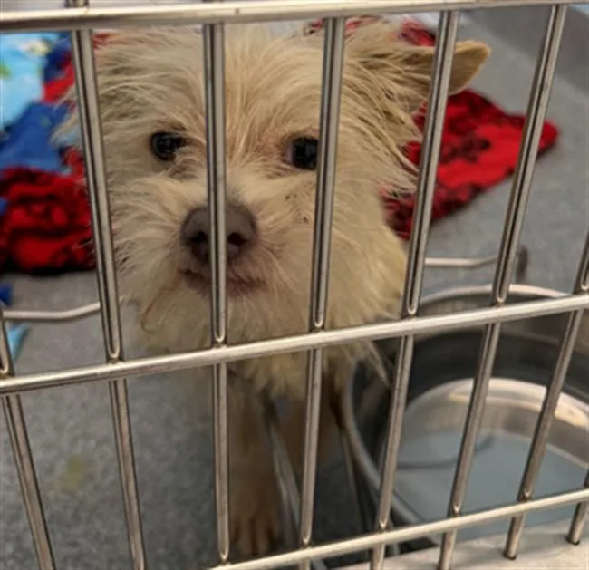 A young small-sized male Yorkshire Terrier dog named Quilt for adoption in Toledo, OH