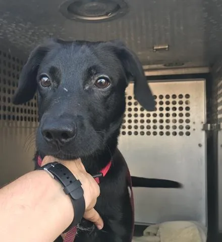 An adult large-sized male Labrador Retriever dog named Apollo for adoption in Mesa, AZ
