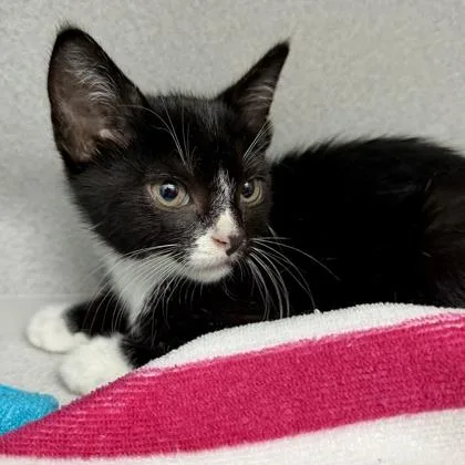 A baby small-sized male White Domestic Short Hair cat named Jackie Chan for adoption in Atlanta, GA