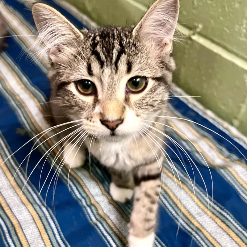 A baby small-sized female Tabby (Brown / Chocolate) Domestic Short Hair cat named Miata for adoption in Rochester, MN