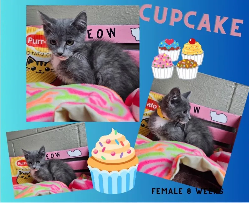 Cupcake