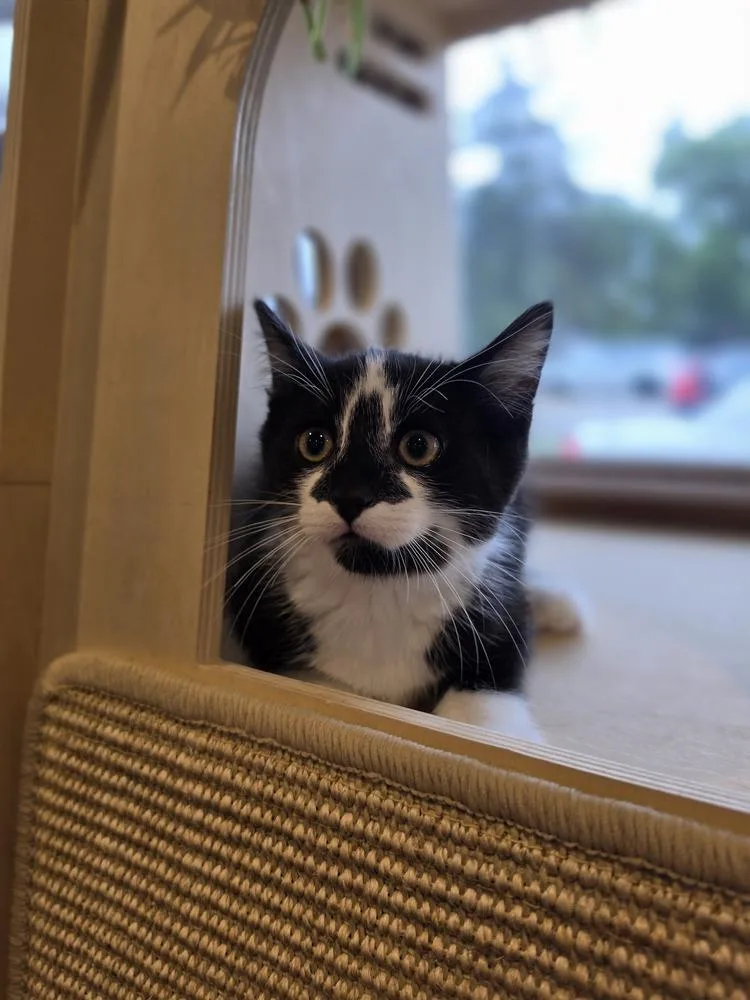 A baby small-sized male Black & White / Tuxedo Domestic Short Hair cat named Aladdin    for adoption in Metamora, IL