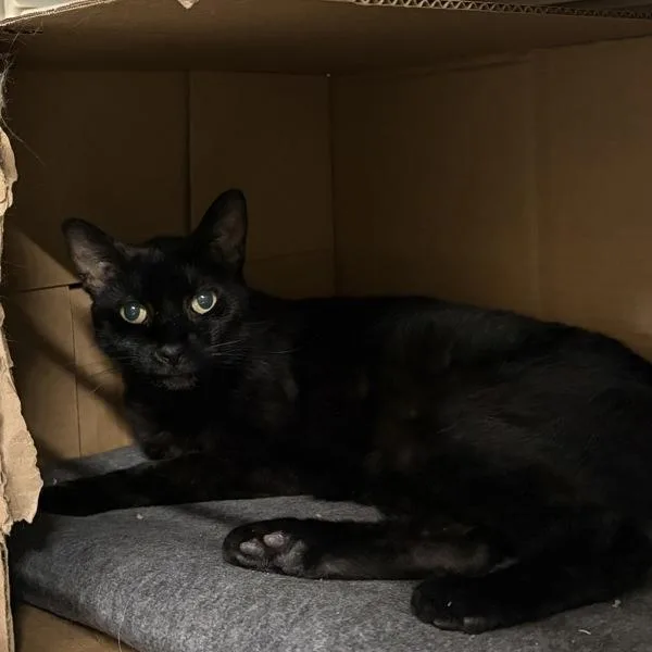 An adult medium-sized female Domestic Short Hair cat named Evie Kay for adoption in Des Moines, IA